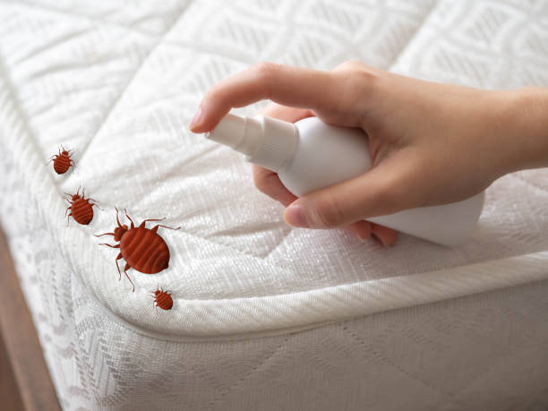 Best Flea Control Services  in USA